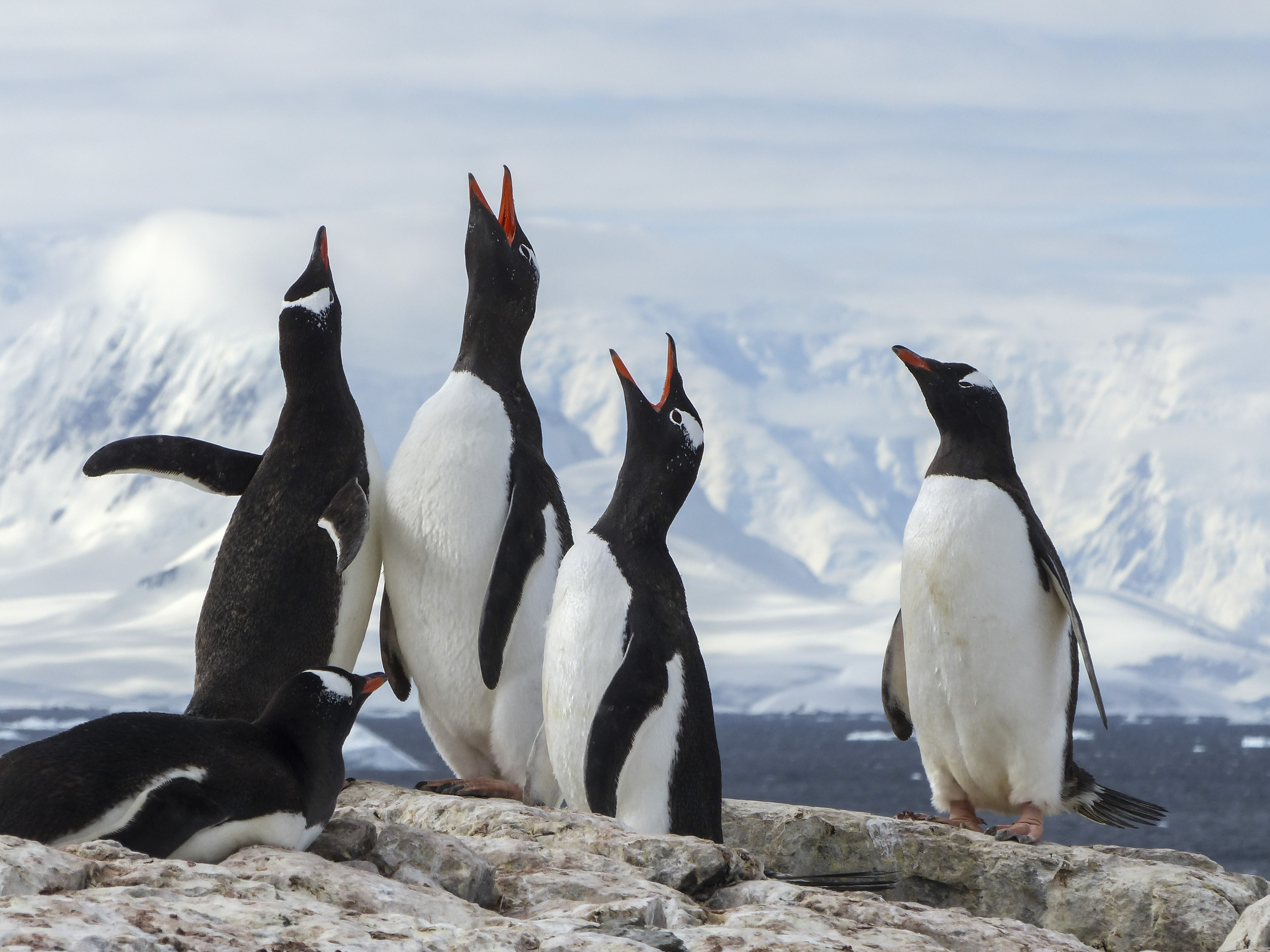 Antarctica Gentoo Penguins-David Fletcher 2015-P1040166 Lg RGB