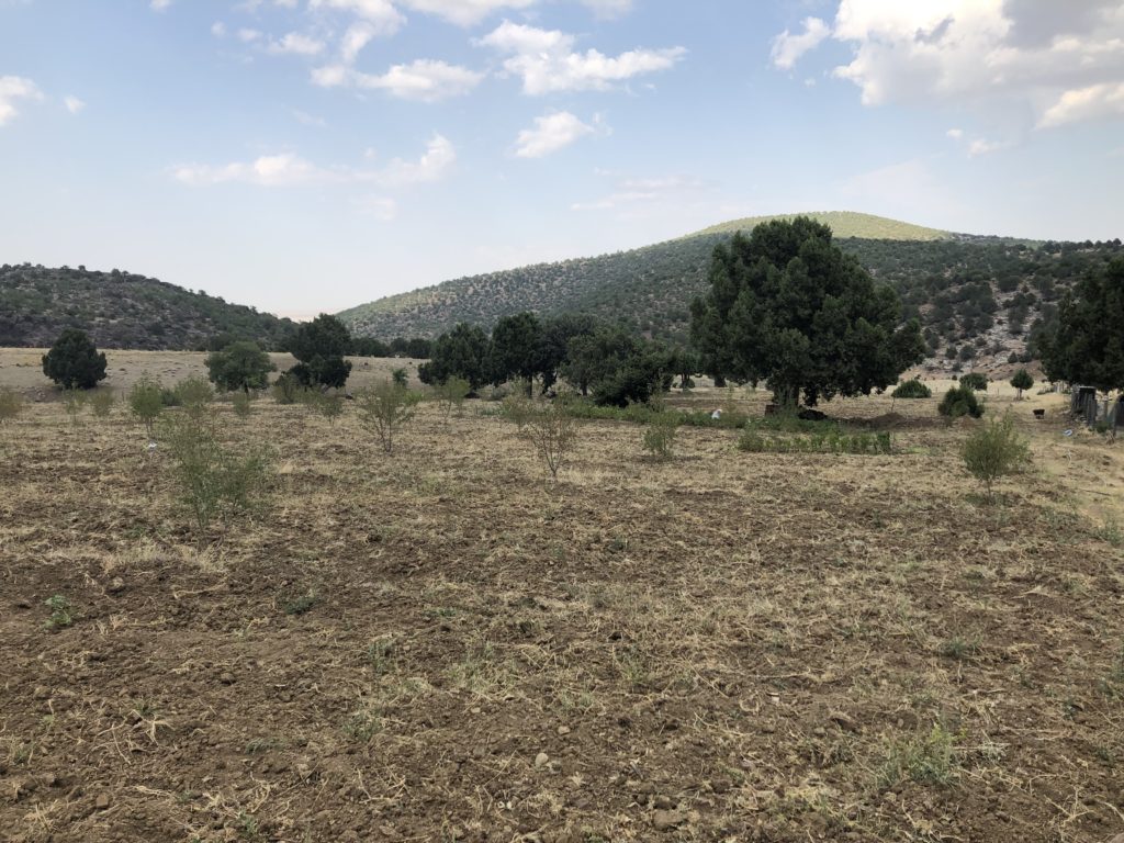Almond trees growing in the park in Güneysınır