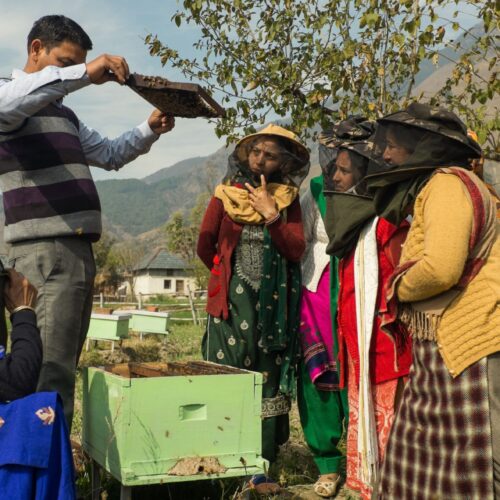Tenacious Bee Collective (Badsar Village, Himachal Pradesh, India)