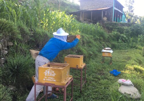 Sharing Seeds - Bee station