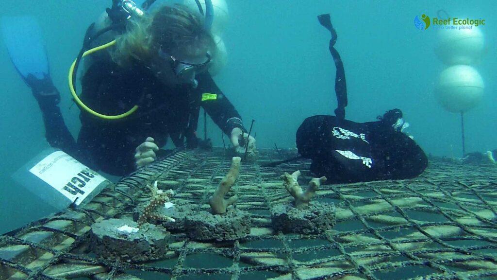 REEF ECOLOGIC- AN EXPERIENTIAL GREAT BARRIER REEF ADVENTURE